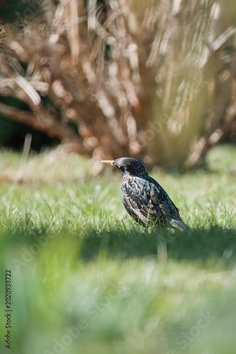 Common starling basking in spring sun in Lithuania