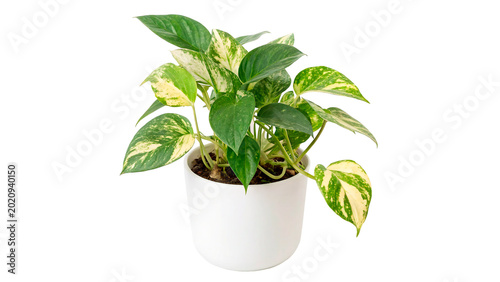 Fotografía A fresh green variegated pothos houseplant growing elegantly in a modern round w