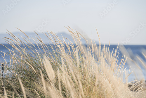 Beach grass on coastal dunes with the Mediterranean Sea and distant mountains in Tuscany, Italy