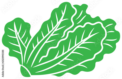 Fresh Lettuce Leaf Vector Illustration Green Organic Vegetable Icon