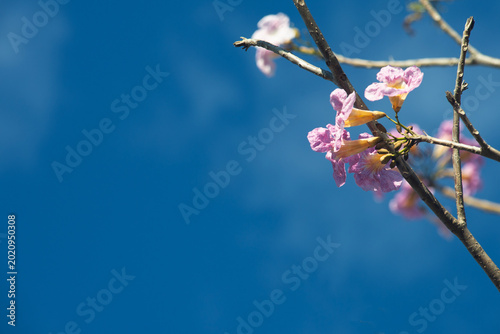 Quadro em tela Trumpet Tree sheds its leaves during the dry season, alternating with the bloom of beautiful pink flowers