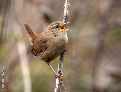 Wren on a branch