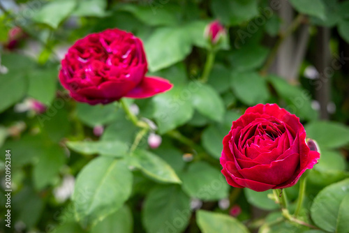 Tableau sur toile 深みのある赤色のバラ