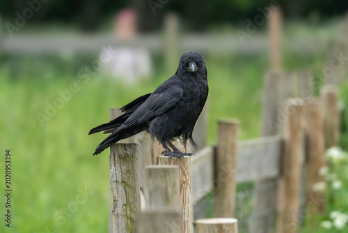 Schilderij op canvas Carrion crow Corvus corone facing camera from fence post, direct stare, UK