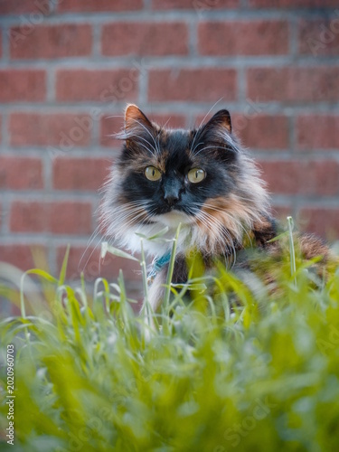 cat on the grass