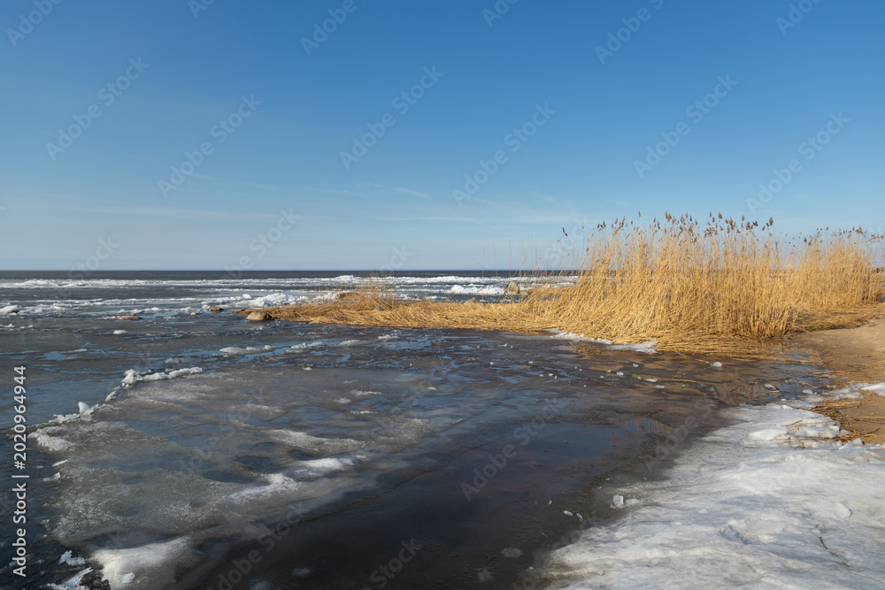 Fototapeta premium The Curonian Lagoon in spring with melting ice and dry reeds under a clear blue sky