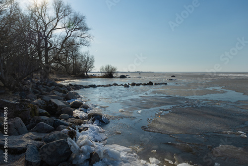 Tableau sur toile The Curonian Lagoon in spring with melting ice and dry reeds under a clear blue
