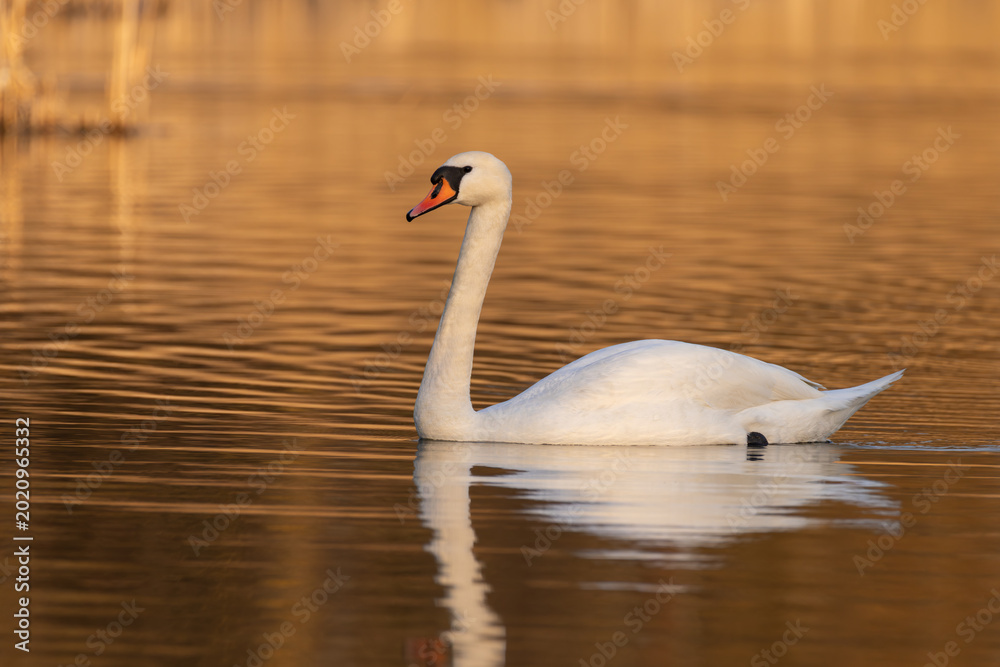 Fototapeta premium Swan gracefully swims in a pond at sunset
