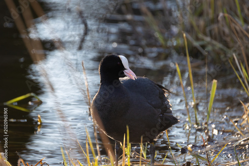 Eurasian coot standing on lake shore near water edge