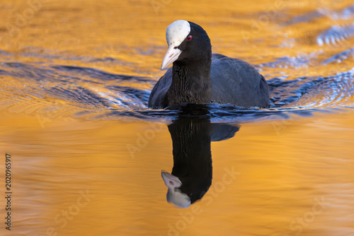 Eurasian coot swims in the waters of a lake at sunset in close-up