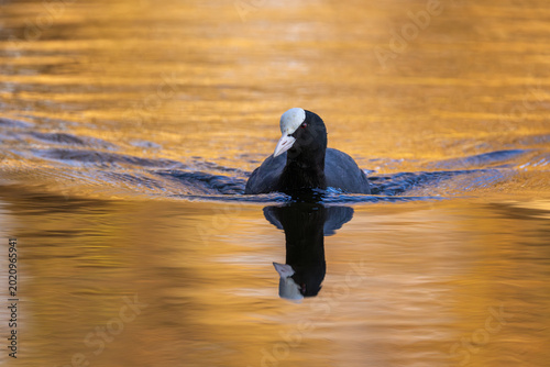 Eurasian coot swims in the waters of a lake at sunset in close-up