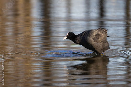 Eurasian coot with a yellow leg band wading through the shallow water of a lake at sunset