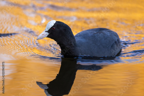 Eurasian coot swims in the waters of a lake at sunset in close-up