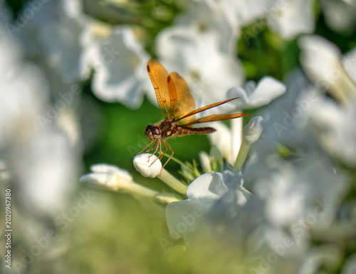 Картината върху платно Dragonfly in garden in Central Park