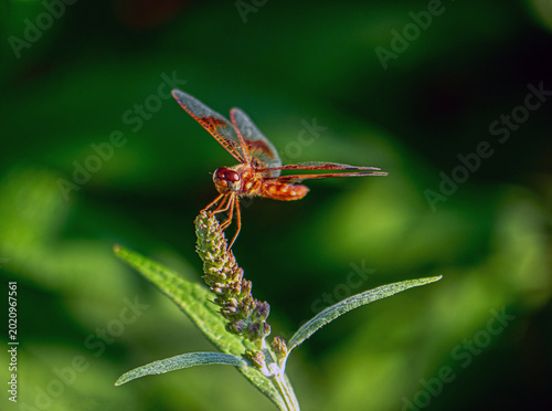 Картината върху платно Dragonfly in garden in Central Park