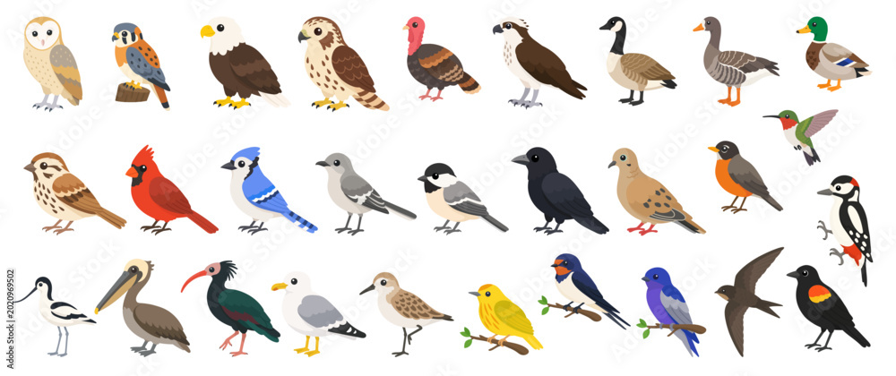 Fototapeta premium North American birds collection in cute flat vector style featuring bald eagle, cardinal, blue jay, pelican, owl, crow and duck wildlife icons