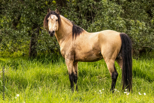 Bild auf Leinwand Buckskin Barb stallion standing on green pasture in warm evening light with natu