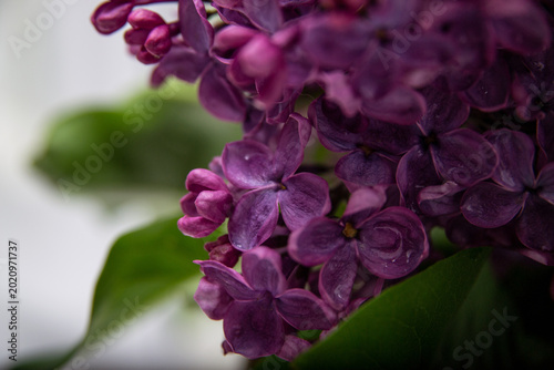 fragrant purple lilac in a vase on the window