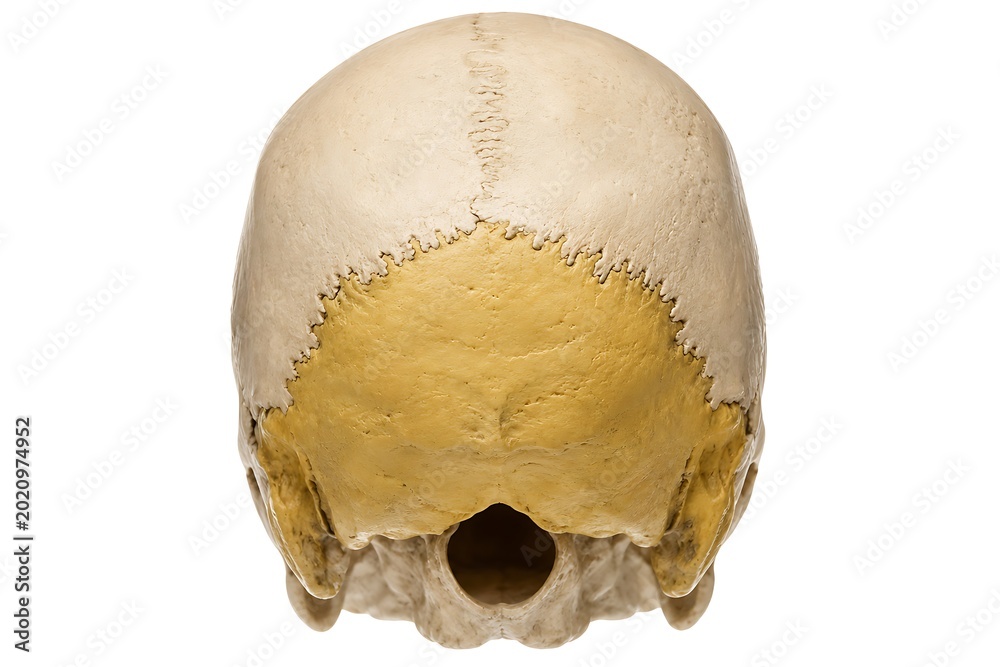 Obraz premium Human skull posterior view isolated on white background, anatomical medical illustration of cranium bones occipital and parietal bones