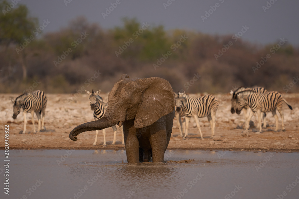 Fototapeta premium African elephant (Loxodonta africana) drinking and splashing around at a waterhole in Etosha National Park in Namibia