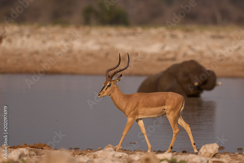 Εκτύπωση καμβά Black-faced Impala (Aepyceros melampus petersi) at a waterhole in Etosha Nationa