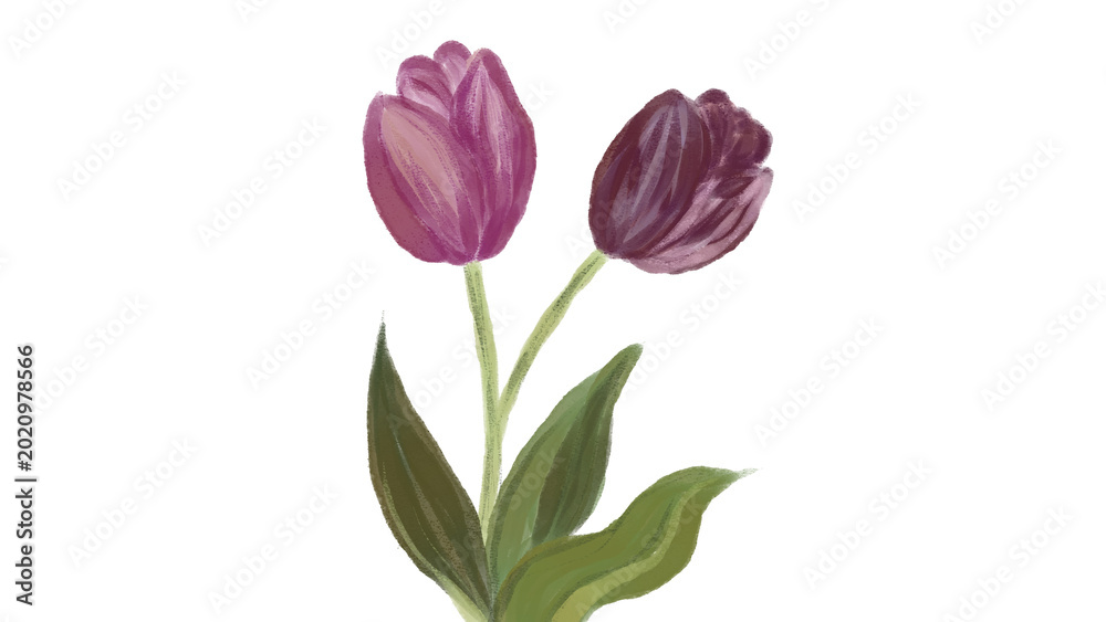 Fototapeta premium Two Purple Tulips with Green Leaves Isolated on White Background - Hand-Drawn Floral Illustration, transparent image.