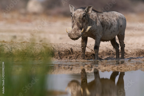 Foto Warthog (Phacochoerus aethiopicus) at a waterhole in Onguma Nature Reserve abutting Etosha National Park in Namibia
