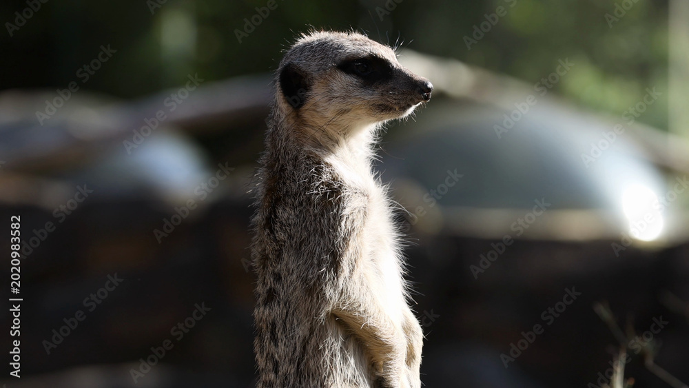 Fototapeta premium Alert Meerkat Standing Upright in Profile Against a Blurred Forest Background