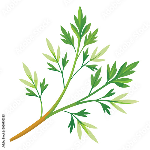 Canvas Print artemisia vulgaris knospen flower on white background