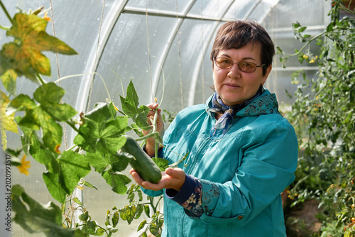 Quadro su tela Mature woman harvesting cucumber in a greenhouse surrounded by green plants and natural sunlight