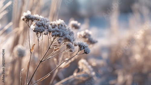 Close-up of Frost-Covered Wildflower Seed Head in Soft Morning Light.