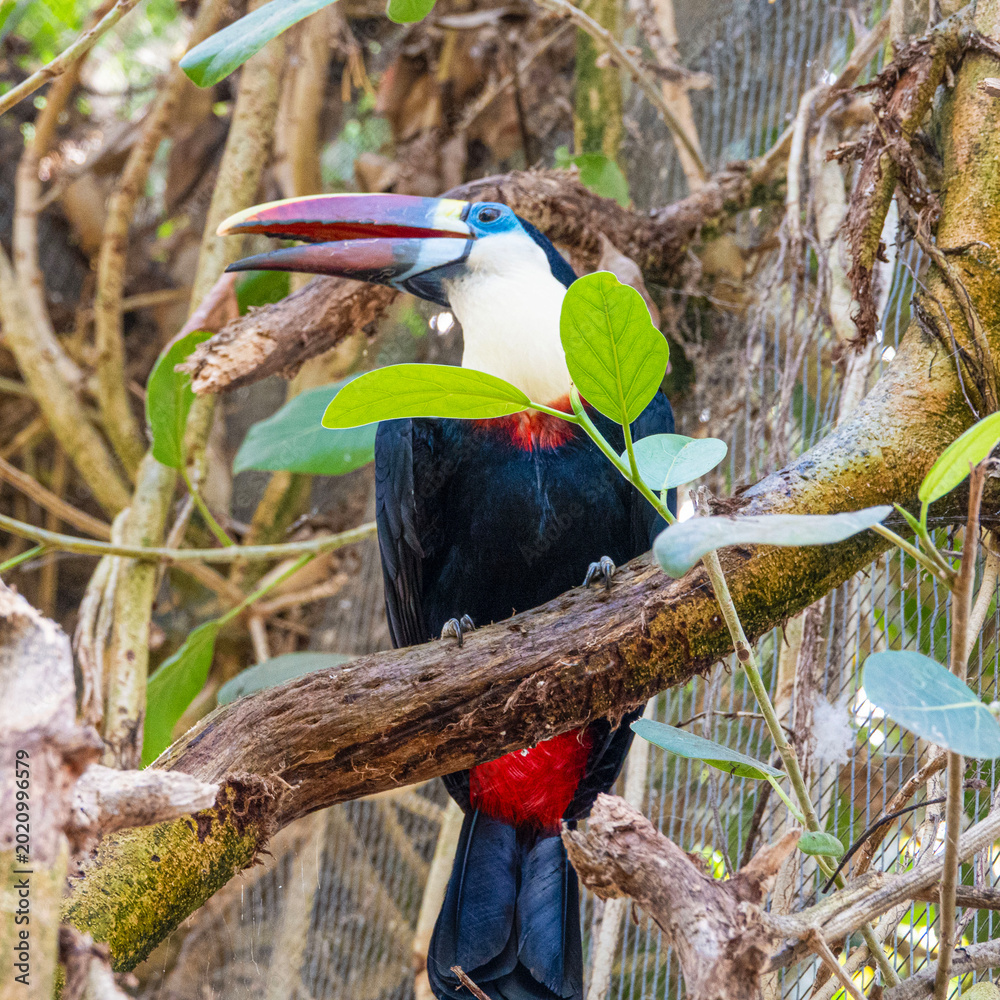 Fototapeta premium Bird Toucan perches calmly on a leafy branch
