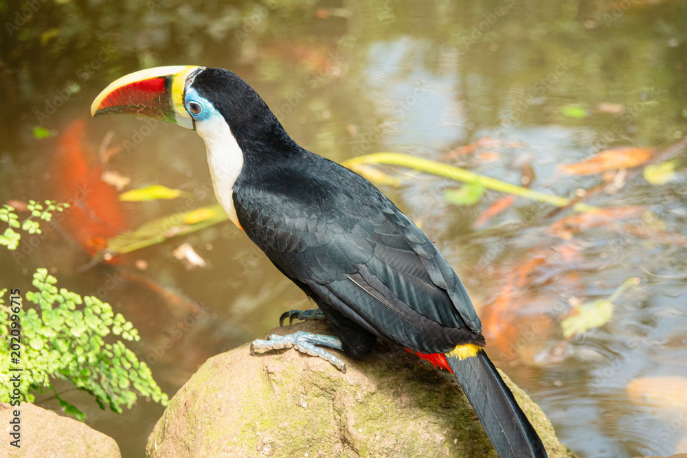 Fototapeta premium Toucan on a rock by a pond with plants