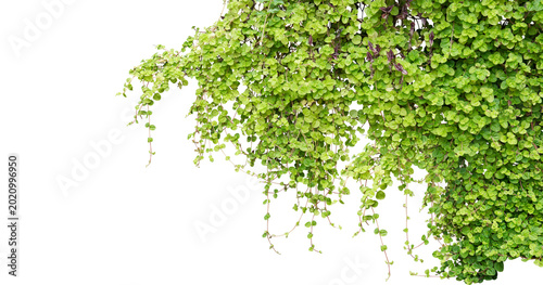 Schilderij op canvas Bush grape or three-leaved wild vine cayratia (Cayratia trifolia) liana ivy plan