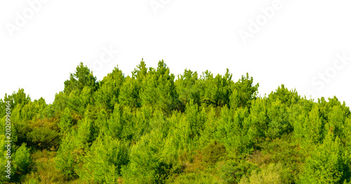 Fotografie Green Trees on transparent background