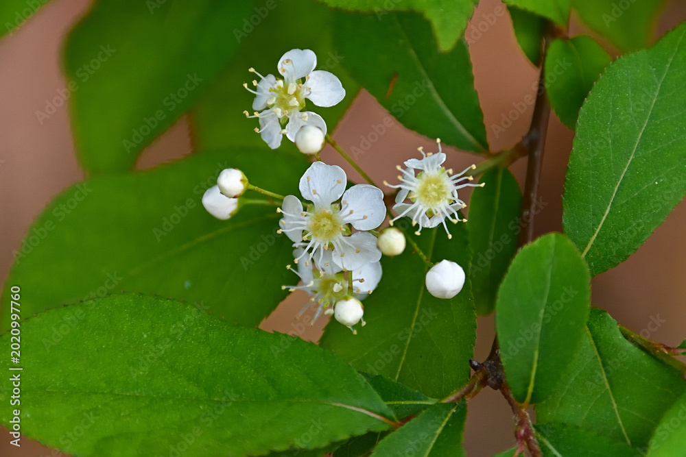 Fotografía カマツカの花