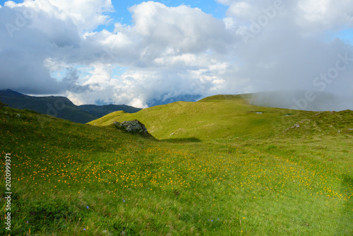 Bergwiese mit gelben Blüten und aufkommendem Nebel in den Alpen