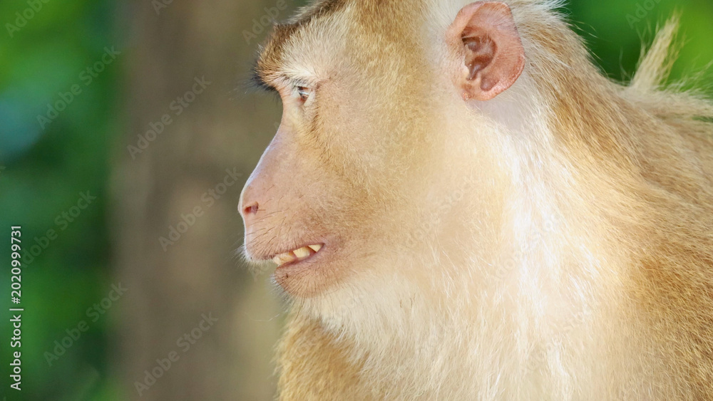 Fototapeta premium Close-up Profile of a Southern Pig-Tailed Macaque in Phuket Forest