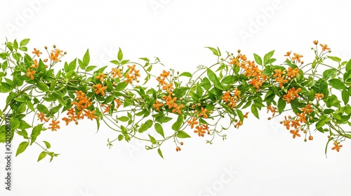 Lush green vine adorned with vibrant orange flowers, gracefully arranged as a decorative border against a pristine white background, perfect for spring and summer themes