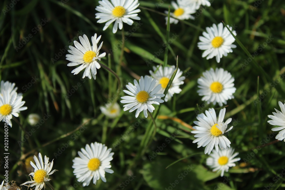 Fototapeta premium daisies in the garden