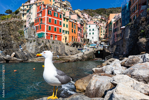Close-up of a seagull in the village of Riomaggiore