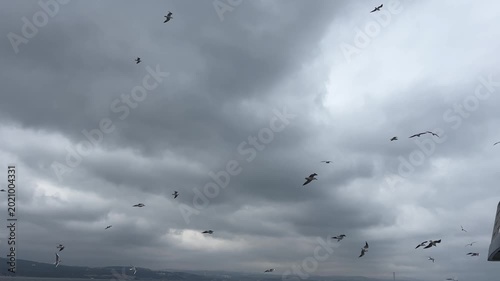 Tracking shot of a large flock of seagulls flying under a dramatic cloudy sky