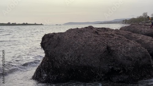 Static footage of a large pile of dark seaweed washed up on a sandy beach
