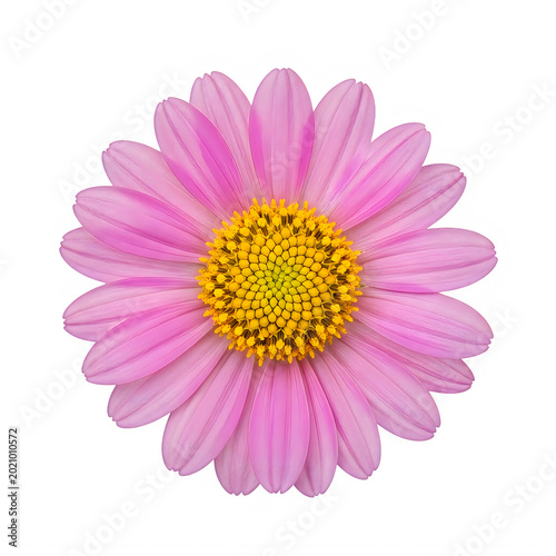A pink daisy flower with a yellow center isolated on transparent background