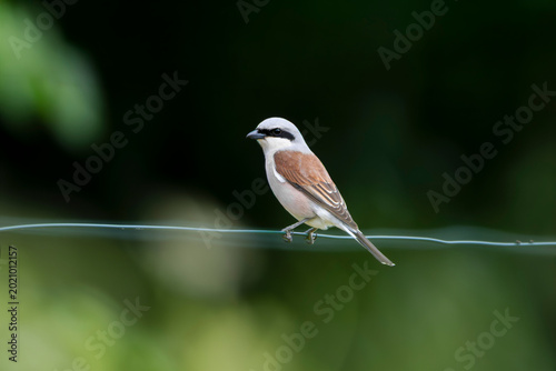 Fotografía Adult male  red-backed shrike (Lanius collurio) perked on a cable