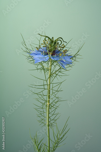 Jungfer im Grünen