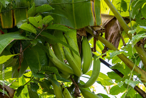 Photos Bananas on a tree in a plantation in Palmar Grande, Dominican Republic