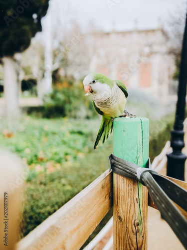 parrots in the park