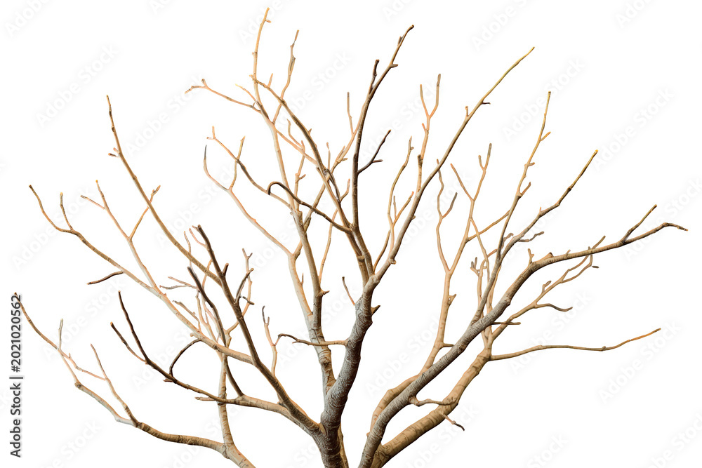 Fototapeta premium Bare tree branches against transparent background showing winter, death, or decay, providing isolation and cut out elements