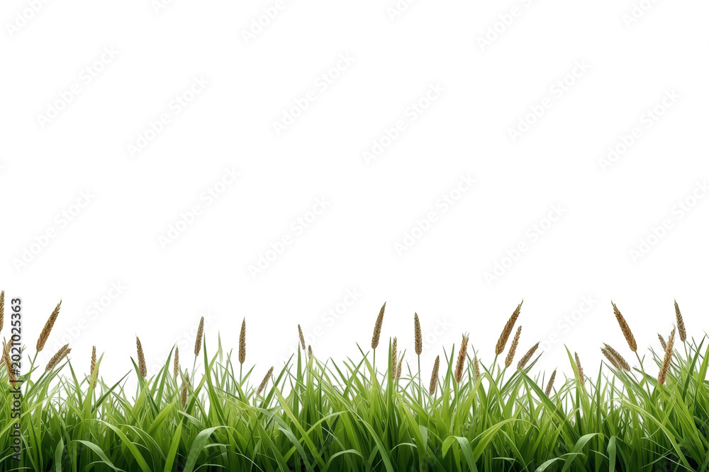 Obraz premium Fresh green grass with some brown field stalks creating a natural border along the bottom edge, ready for compositing